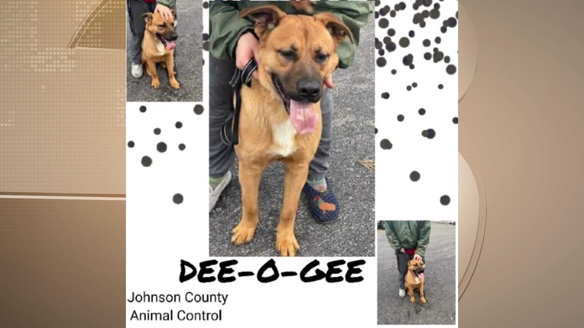 Pets of the Week: January 13, 2022